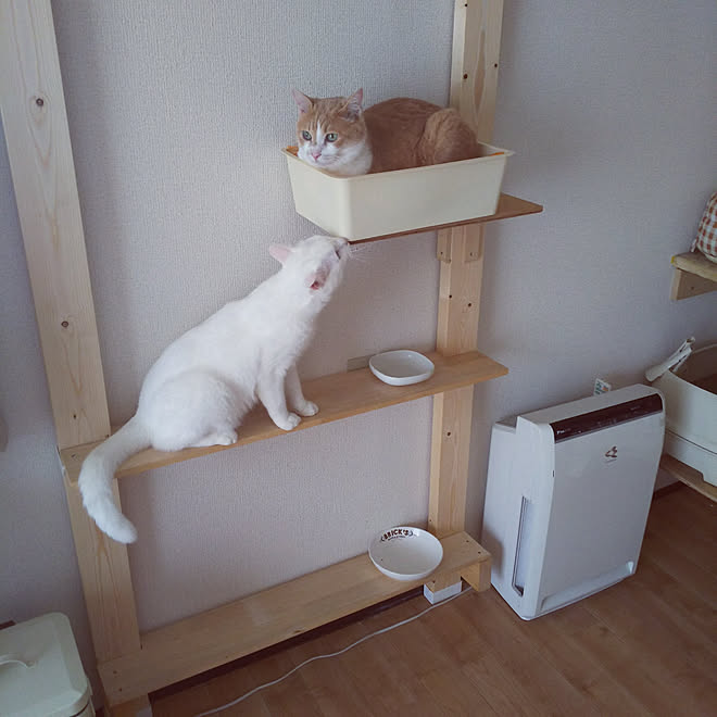 ねこと暮らす Dcm 2 4 アジャスター Dcm モニター Dcm ホーマック