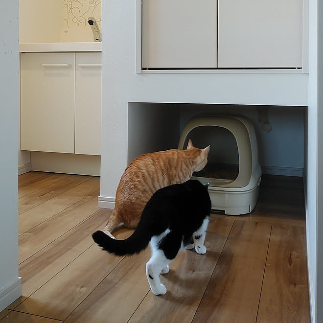 猫トイレ/ねこのいる日常/ニャンとも清潔トイレ/ねこと暮らす。/ニャンともと暮らす...などのインテリア実例