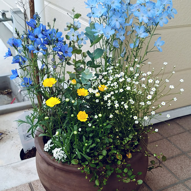 ガーデニング 寄せ植え 花のある暮らし ブルー系 青い花 などのインテリア実例 05 05 21 57 35 Roomclip ルームクリップ