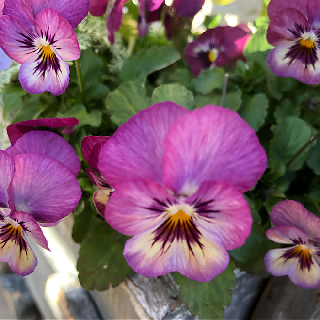 可愛い 庭 小さな庭 庭のある暮らし 庭造り などのインテリア実例 12 09 15 07 00 Roomclip ルームクリップ