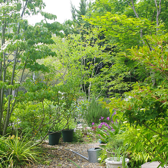 玄関 入り口 雑木林の庭 雑木の庭 庭の木 山善 などのインテリア実例 18 05 18 12 21 08 Roomclip ルームクリップ