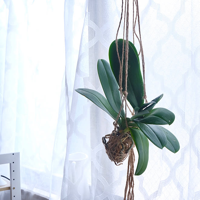 空中栽培 ハンギンググリーン 胡蝶蘭のある生活 築年数年以上 ホワイト などのインテリア実例 21 05 14 10 21 36 Roomclip ルームクリップ