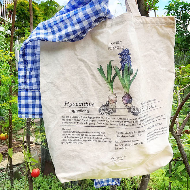 ブログやってます♪/Instagramやってます/Blogやってます♪/植物/ボタニカルライフ...などのインテリア実例 - 2019-08-22 23:21:44