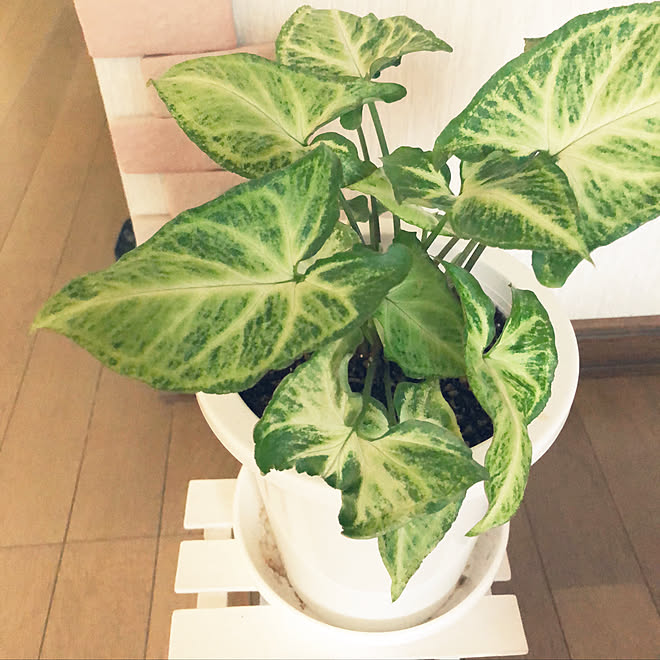 玄関 入り口 シンゴニウム かるかるぶりっく 観葉植物 ダイソーのインテリア実例 17 12 19 08 06 18 Roomclip ルームクリップ