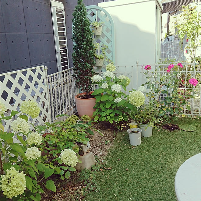 玄関 入り口 庭 アナベル マヌウメイアン２番花 被害がありませんように などのインテリア実例 19 06 30 09 19 03 Roomclip ルームクリップ