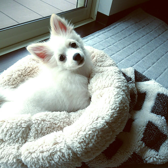 リビング ペットと暮らす モモ カインズのラグ もぐねるベッドのインテリア実例 18 11 22 10 37 45 Roomclip ルームクリップ