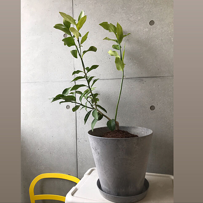 ベランダ ベランダガーデニング 鉢植え レモンの木 アマブロのインテリア実例 19 03 21 42 14 Roomclip ルームクリップ