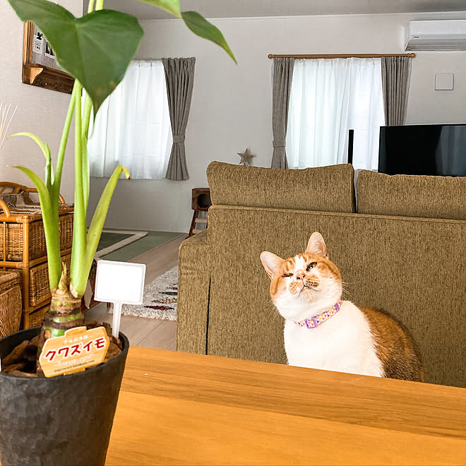 クワズイモさん 観葉植物のある暮らし 猫のいる風景 猫のいる暮らし 猫好きさんと繋がりたい などのインテリア実例 22 05 10 09 10 42 Roomclip ルームクリップ