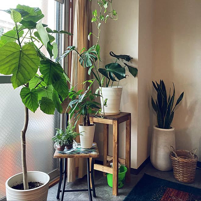 ウンベラータ 植物棚 植物置き場所 賃貸diy ポトス などのインテリア実例 22 07 11 17 49 43 Roomclip ルームクリップ ウンベラータ 植物棚 植物置き場所 賃貸diy ポトス などのインテリア実例 22 07 11 17 49 43 Roomclip ルームクリップ