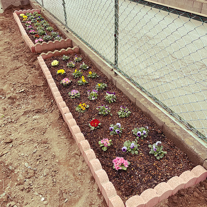 プリムラジュリアン 草花のある暮らし 手作りの庭 花壇 手作り ビオラ などのインテリア実例 22 01 23 15 33 54 Roomclip ルームクリップ