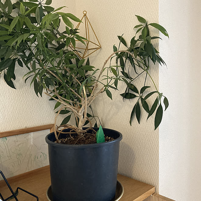 Botanice 植物のある暮らし コバエ対策 多肉植物 観葉植物 などのインテリア実例 21 05 14 15 13 17 Roomclip ルームクリップ Botanice 植物のある暮らし コバエ対策 多肉植物 観葉植物 などのインテリア実例 21 05 14 15 13 17 Roomclip ルームクリップ