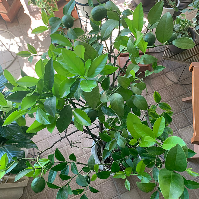 ベランダ菜園 レモンの木 癒し 夏 ベランダ などのインテリア実例 22 08 01 21 52 24 Roomclip ルームクリップ