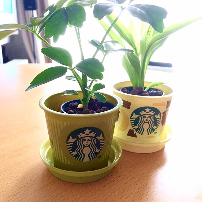 リビング スタバのカップ再利用 スタバプリンカップリメイク スタバプリンのカップ スタバプリン などのインテリア実例 17 07 08 06 16 11 Roomclip ルームクリップ リビング スタバのカップ再利用 スタバプリンカップリメイク スタバプリンのカップ スタバプリン などのインテリア実例 17 07 08 06 16 11 Roomclip ルームクリップ