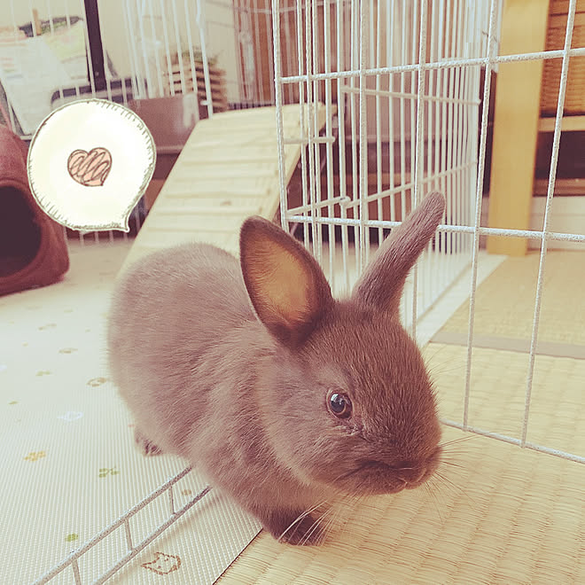 新しい家族が増えました 生後1ヶ月 うさぎのまるちゃん うさぎと暮らす うさバカ部 などのインテリア実例 21 01 12 12 48 32 Roomclip ルームクリップ