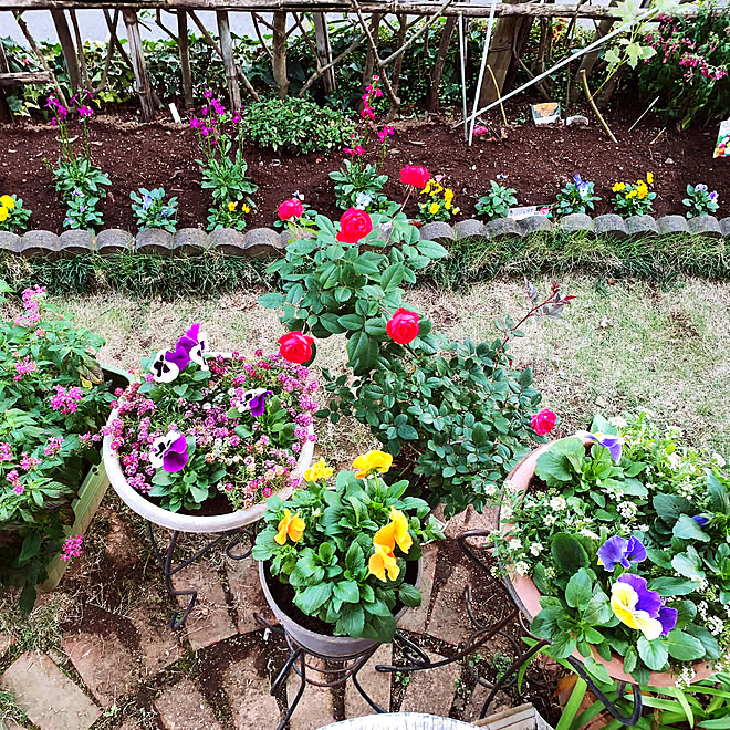 チューリップ ふゆじたく 花壇寄せ植え ペンタス ばら などのインテリア実例 21 11 14 17 49 49 Roomclip ルームクリップ