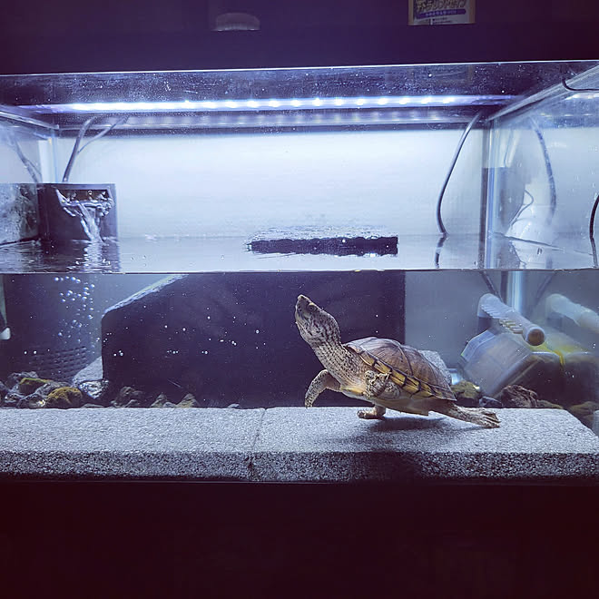 棚 亀飼育 カメ飼ってます オオアタマヒメニオイガメ 亀水槽 などのインテリア実例 22 08 23 13 27 12 Roomclip ルームクリップ