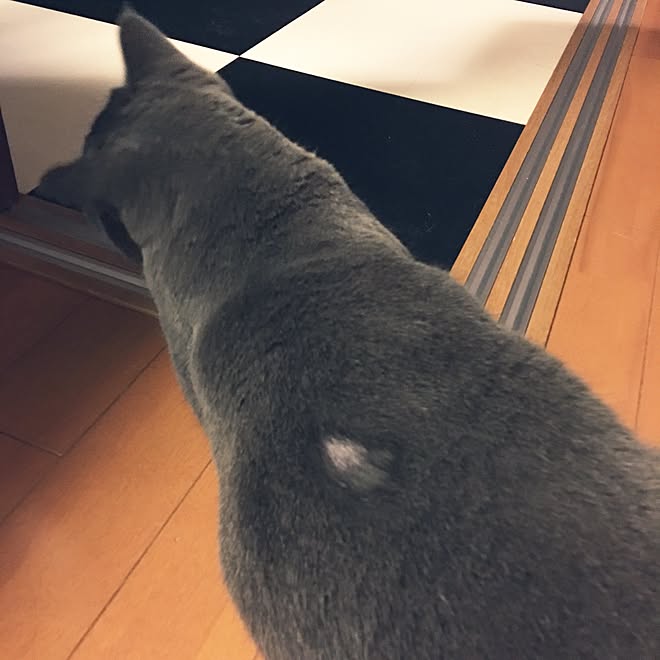 リビング 十円ハゲ ねこのいる風景 猫部屋 ルーク などのインテリア実例 2017 07 09 01 14 29 Roomclip ルームクリップ