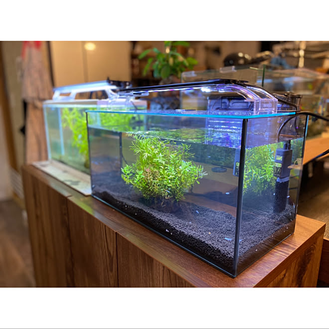 最近はまってます 旦那さんの趣味 水草 メダカの水槽 机のインテリア実例 22 07 19 11 46 30 Roomclip ルームクリップ