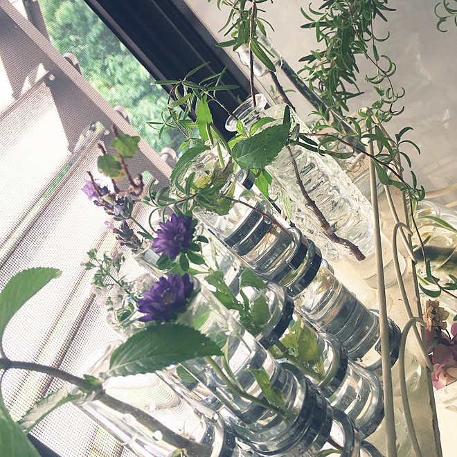 庭の花を飾る ローズマリー ミント グリーンのある暮らし 花瓶 などのインテリア実例 19 07 12 08 40 49 Roomclip ルームクリップ