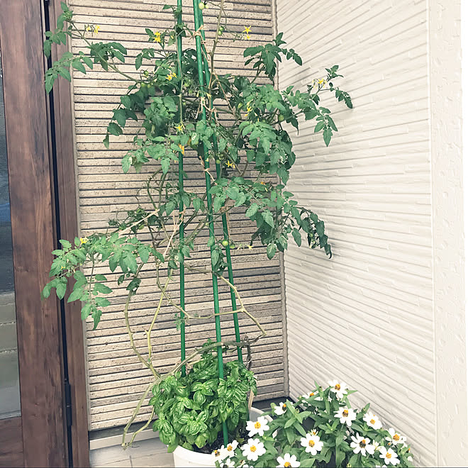 家庭菜園 野菜作り プランター栽培 バジル ミニトマト などのインテリア実例 10 11 16 08 44 Roomclip ルームクリップ