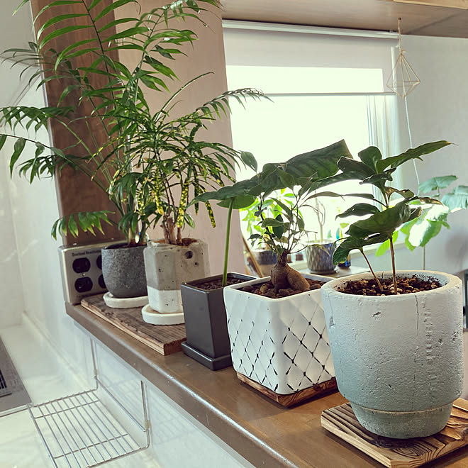 がじゅまるの木 コーヒーの木 うんべらーた 100均 植物のある暮らし などのインテリア実例 21 01 10 12 42 38 Roomclip ルームクリップ がじゅまるの木 コーヒーの木 うんべらーた 100均 植物のある暮らし などのインテリア実例 21 01 10 12 42 38 Roomclip ルームクリップ
