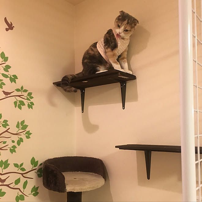 スコティッシュフォールド/猫と暮らす/猫の安全/100均/キャットウォーク...などのインテリア実例 - 2019-09-21 22:20:02