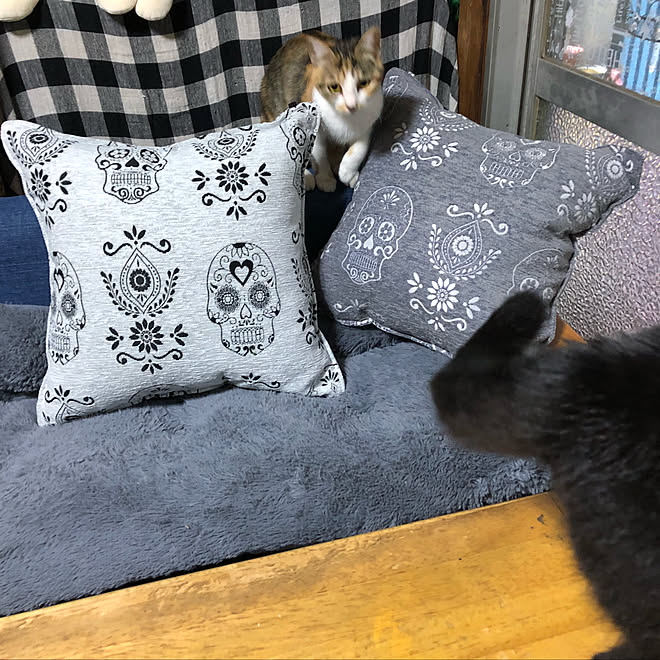 リビング しまむらクッション グレー好き 昭和の家 ぱるる などのインテリア実例 18 04 17 09 54 13 Roomclip ルームクリップ