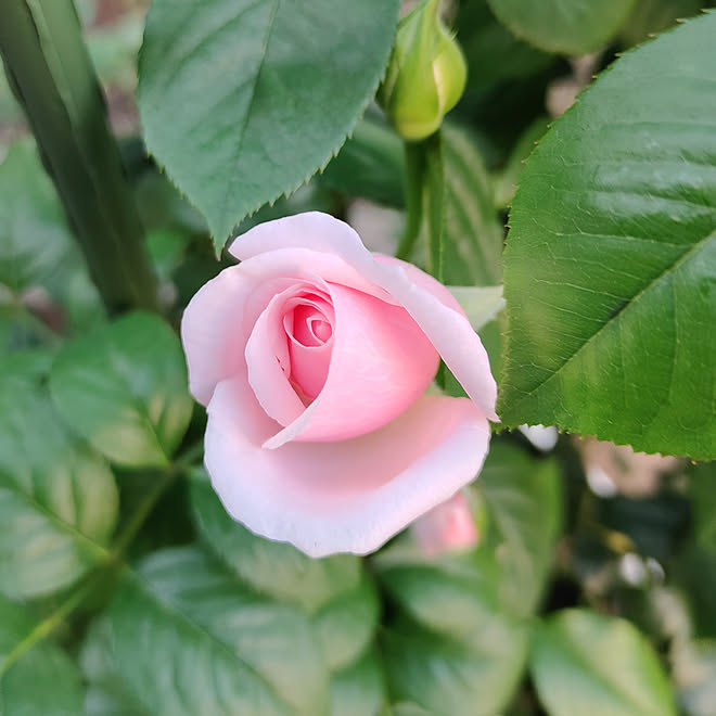 薔薇 鉢植え 東側の庭 ローズドゥグランヴィルのインテリア実例 21 08 22 06 38 52 Roomclip ルームクリップ 薔薇 鉢植え 東側の庭 ローズドゥグランヴィルのインテリア実例 21 08 22 06 38 52 Roomclip ルームクリップ