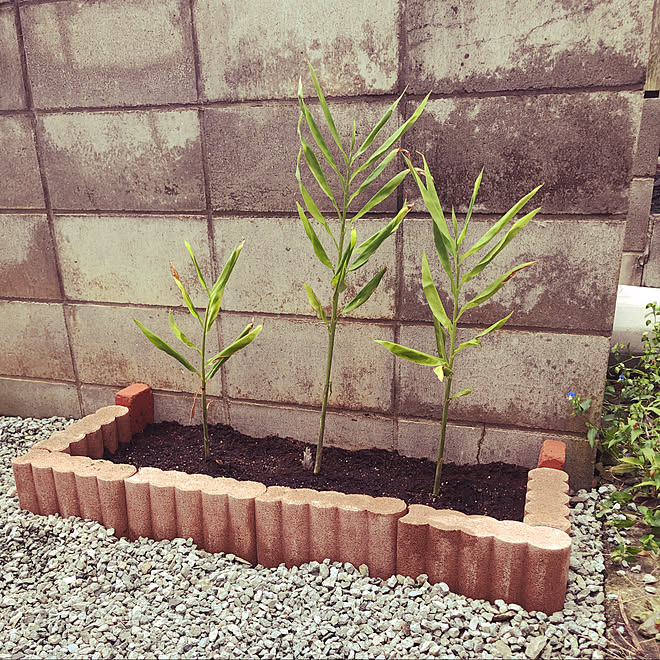 初心者diy D I Y レンガ みょうが 玄関 入り口のインテリア実例 09 14 13 08 12 Roomclip ルームクリップ