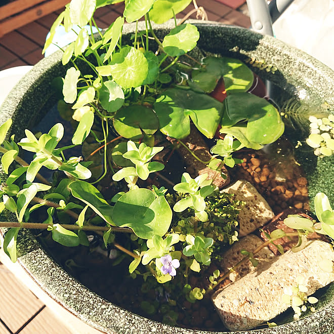 玄関 入り口 ビオトープ めだか鉢 睡蓮鉢 メダカ育成 などのインテリア実例 21 10 08 09 08 10 Roomclip ルームクリップ
