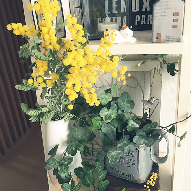 アカシアスペクタビリス 観葉植物 ミモザ 花のある暮らし 癒される場所 などのインテリア実例 03 29 10 43 16 Roomclip ルームクリップ