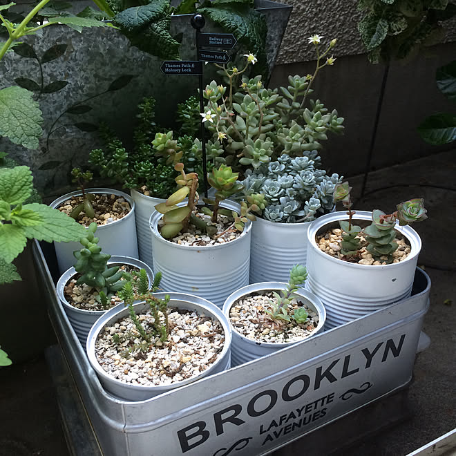 リビング リメイク缶 リメイク缶 多肉植物アレンジ セリアウォールステッカー 植木鉢 などのインテリア実例 18 06 12 00 27 23 Roomclip ルームクリップ リビング リメイク缶 リメイク缶 多肉植物アレンジ セリアウォールステッカー 植木鉢 などのインテリア実例 18 06 12 00 27 23 Roomclip ルームクリップ