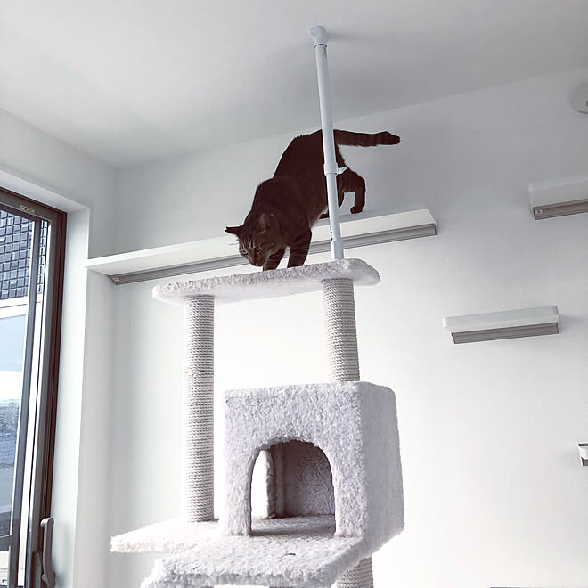 猫と暮らす工夫 猫と暮らすインテリア キャットタワー キャットウォーク 猫部屋 などのインテリア実例 22 06 14 14 50 Roomclip ルームクリップ