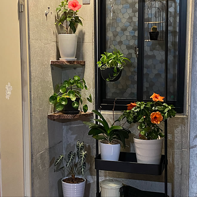 ハイビスカス 観葉植物 庭 多肉植物 Diy などのインテリア実例 11 27 23 47 07 Roomclip ルームクリップ