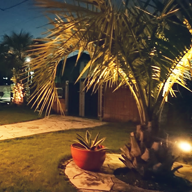 庭 ライトアップ No Green No Life 南国風にしたい アガベ などのインテリア実例 18 11 15 19 52 53 Roomclip ルームクリップ