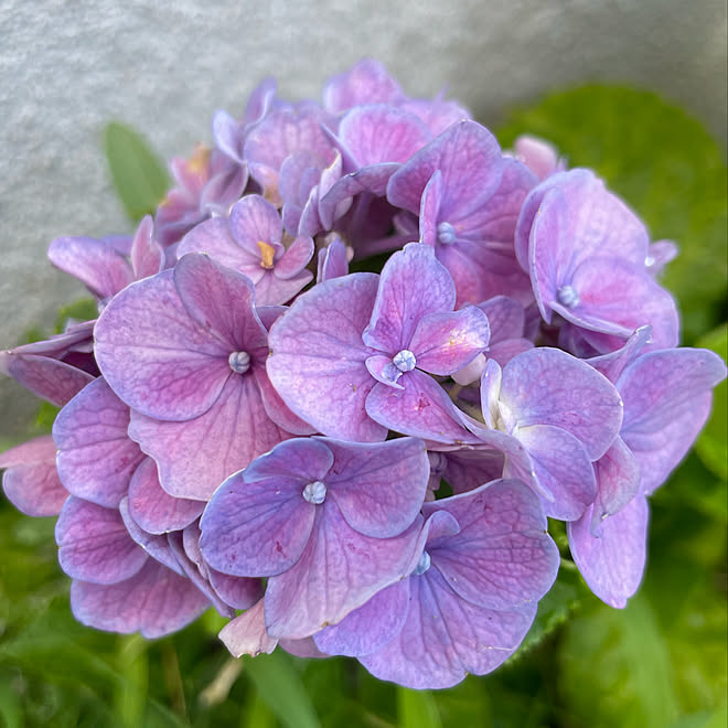 紫陽花 いいね フォロー本当に感謝です いつもありがとうございます お花のある生活 バス トイレのインテリア実例 22 08 02 09 17 11 Roomclip ルームクリップ