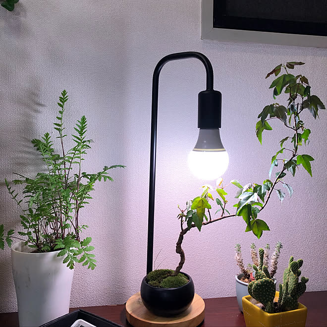 Alohalight 光合成促進 室内植物栽培 Kukui Terrace リビングのインテリア実例 19 03 30 06 07 19 Roomclip ルームクリップ