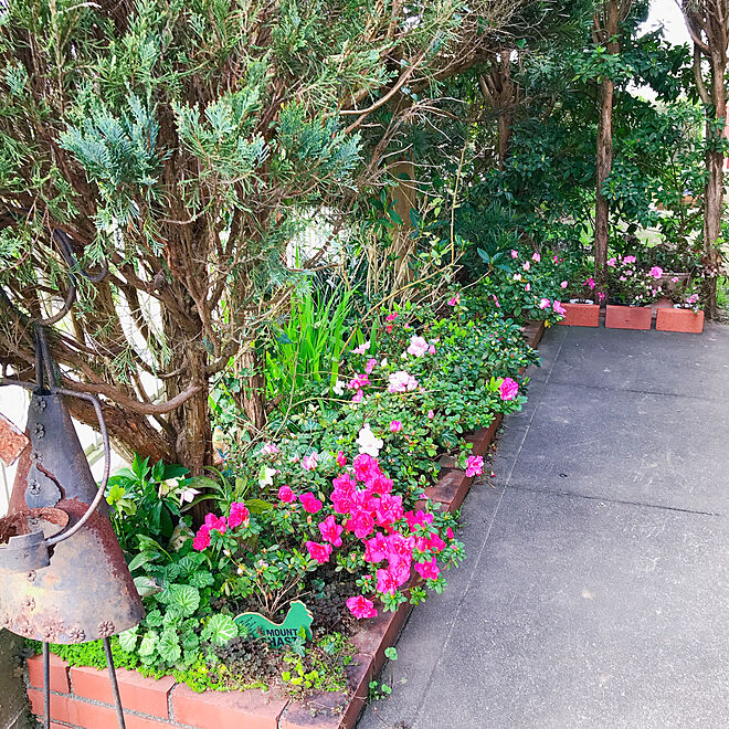 地植え アザレア 北玄関花壇 花のある暮らし 玄関 入り口のインテリア実例 03 01 54 10 Roomclip ルームクリップ