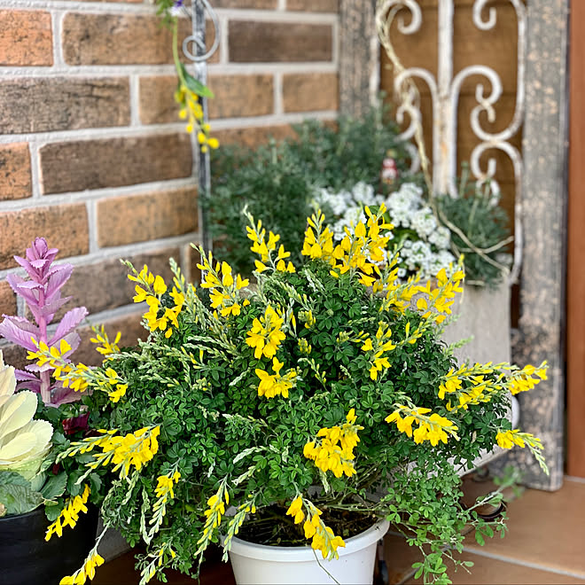 コーナン エニシダ 花のある暮らし 景色もインテリア 玄関 入り口のインテリア実例 22 03 17 07 00 49 Roomclip ルームクリップ