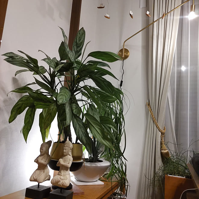 リビング 観葉植物のある暮らし 季節を楽しむ 観葉植物 間接照明 などのインテリア実例 22 09 07 21 45 47 Roomclip ルームクリップ