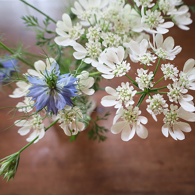 オルレア ニゲラ 庭のある暮らし 庭の花 花のある暮らし などのインテリア実例 22 05 12 21 44 30 Roomclip ルームクリップ