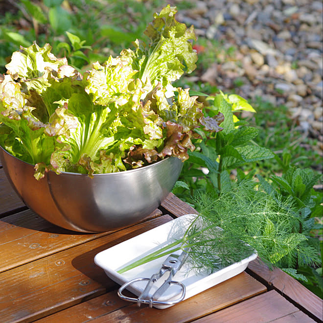 サニーレタス ディル ハーブ ポタジェ キッチンガーデン などのインテリア実例 21 04 27 19 15 28 Roomclip ルームクリップ