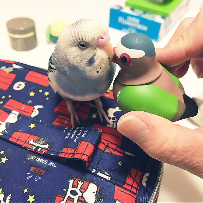 一人暮らし 白が好き 大東建託 ペット可 セキセイインコ などのインテリア実例 19 10 09 18 15 Roomclip ルームクリップ