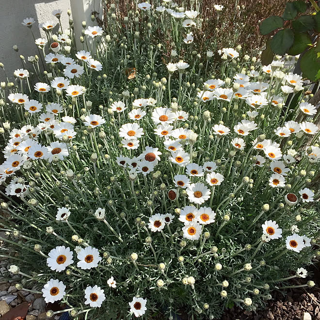 棚 ローダンセマムアフリカンアイズ 庭のインテリア実例 18 04 01 09 30 56 Roomclip ルームクリップ