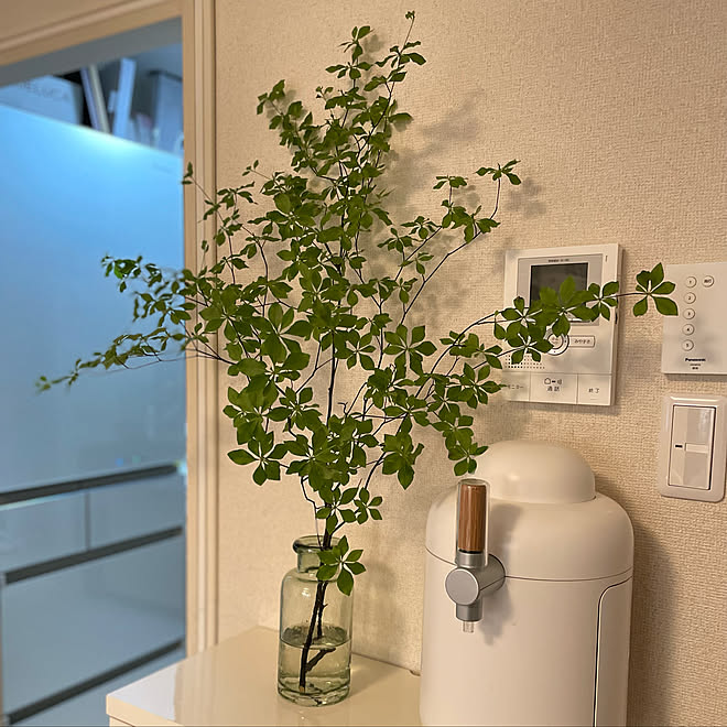 生ビールサーバー キリン ホームタップ Kirin Hometap ディスプレイコーナー ドウダンツツジ などのインテリア実例 22 07 02 28 Roomclip ルームクリップ