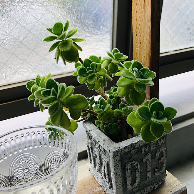 フェイクグリーン セリア カフェ風 観葉植物 ダイソー などのインテリア実例 05 10 13 11 21 Roomclip ルームクリップ フェイクグリーン セリア カフェ風 観葉植物 ダイソー などのインテリア実例 05 10 13 11 21 Roomclip ルームクリップ