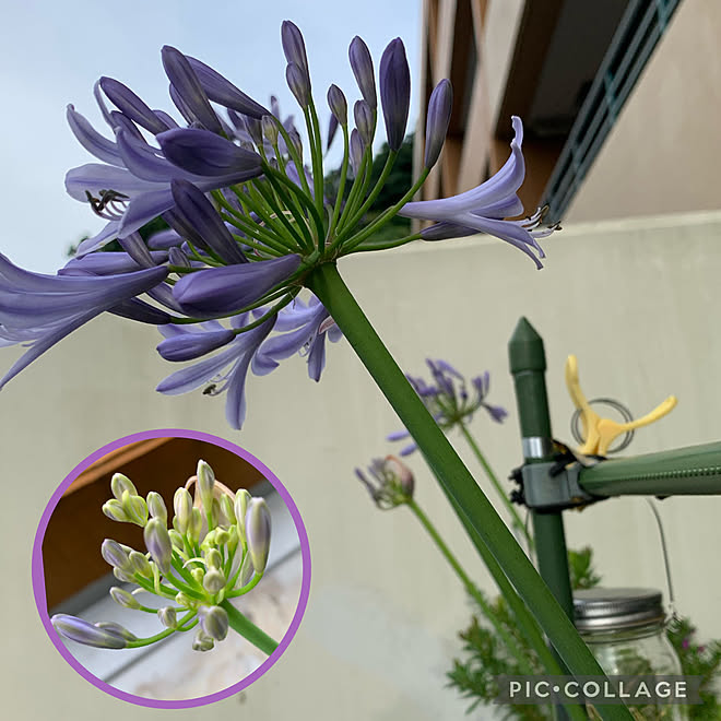 今日はトマト植え替えします 今週もよろしくお願いします ﾟ アガパンサス 好きな時間 ベランダガーデニング などのインテリア実例 22 06 13 07 27 52 Roomclip ルームクリップ