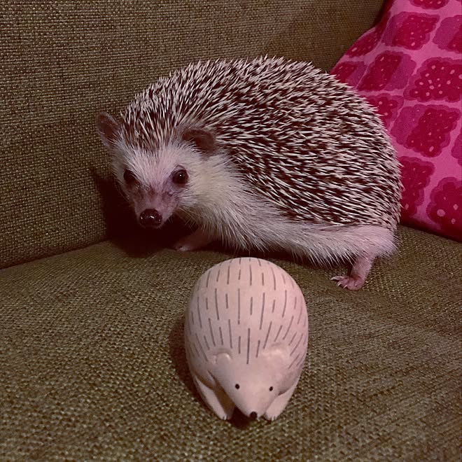 壁 天井 はりねずみばっかりですみません ハリネズミ ハリネズミのいる生活のインテリア実例 16 10 04 45 57 Roomclip ルームクリップ 壁 天井 はりねずみばっかりですみません ハリネズミ ハリネズミのいる生活のインテリア実例 16 10 04 45 57 Roomclip ルームクリップ
