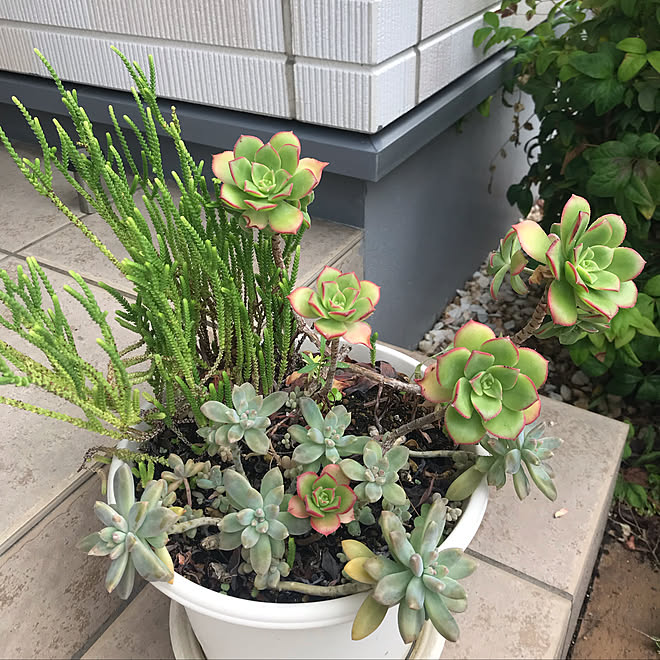 多肉植物寄せ植え 植物のある暮らし 植物 玄関 ガーデニング などのインテリア実例 07 05 12 36 06 Roomclip ルームクリップ 多肉植物寄せ植え 植物のある暮らし 植物 玄関 ガーデニング などのインテリア実例 07 05 12 36 06 Roomclip ルームクリップ