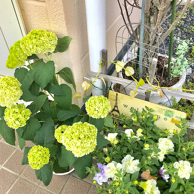 カメラマーク消し 妹からのプレゼント ペチュニアの鉢植え アナベルの鉢植え 玄関前 などのインテリア実例 19 06 06 17 24 Roomclip ルームクリップ
